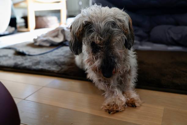 istock A 16 year old dog that sits and turns over. 1814820630