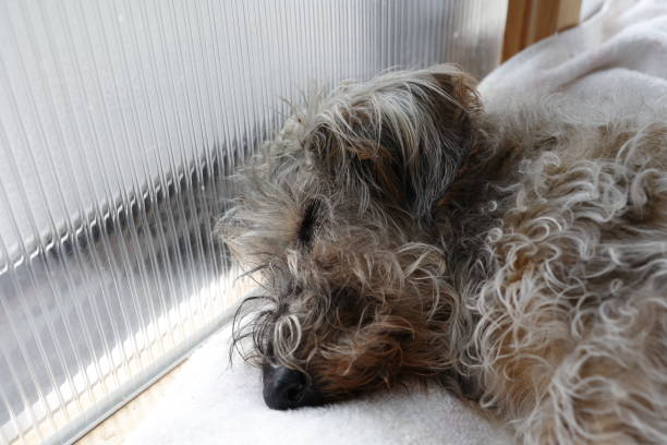istock A 16 year old dog sleeping by the window. Wirehaired dachshund. 1814820664
