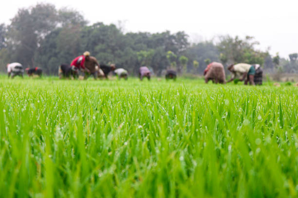 Rice Farmers Working through a Golden Rice Field at Sunset