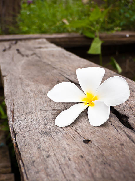 Cтоковое фото Leelawadee цветок белый.