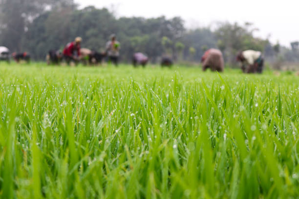 istock Rice Farmers Working through a Golden Rice Field at Sunset 1814823941
