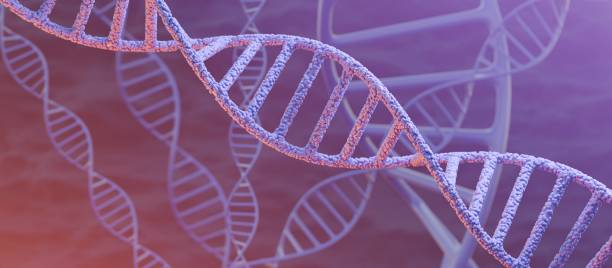 istock DNA Double Helix in Purple and Orange Color Scheme. 3D render. 1814823946
