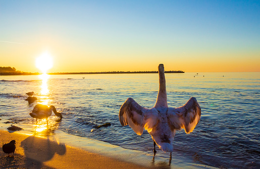 swan standing at the beach with  wings spread looking to the sunset Black Sea ,Varna city ,Bulgaria