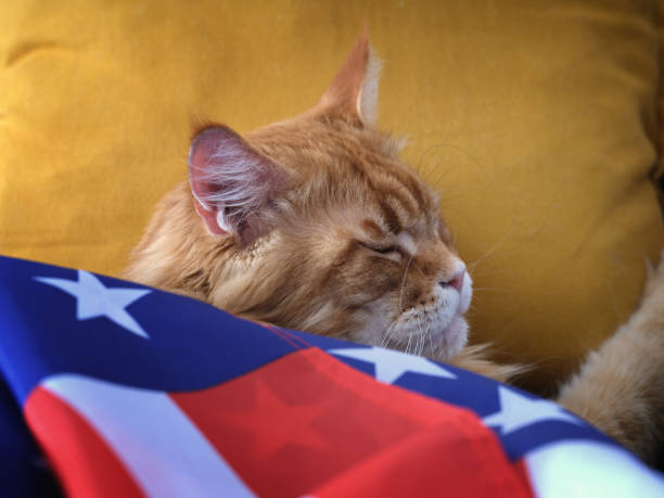 istock A red Maine Coon cat sleeping under an American Flag on a yellow pillow 1814829795
