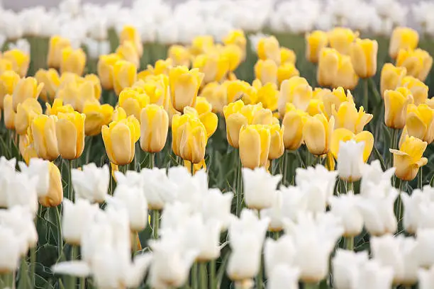 decorative flower-bed of yellow and white tulips