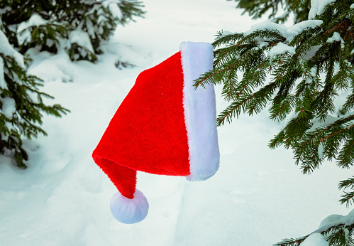 Santa hat hanging on branch of spruce tree in winter snow forest. Christmas and New year concept.