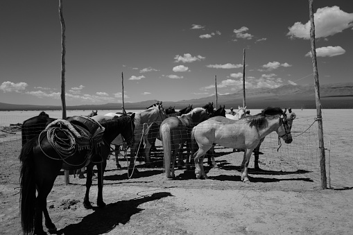 Gauchos horses and desert