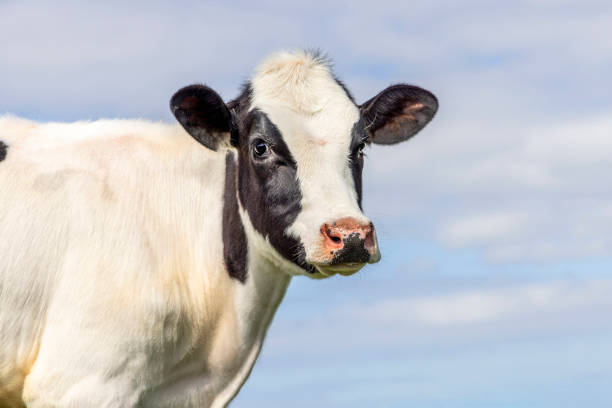 istock Shy young cow, looking cute, black and white, medium shot and blue background 1814836768