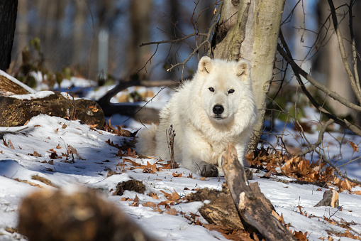 An adult white big wolf stands in the forest among the trees and looks around.