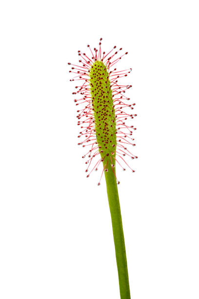 Fresh Drosera, carnivorous plan, tentacle close up on white background