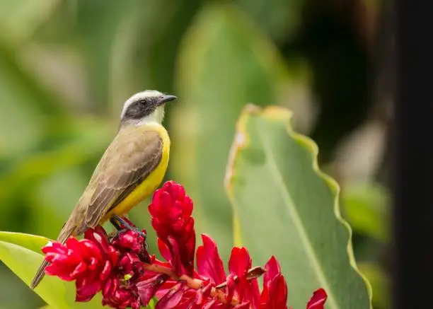Immerse yourself in the vibrant world of the Great Kiskadee (Pitangus sulphuratus), a melodious bird adorned in striking yellow and brown. Native to the Americas, its joyful presence brings a lively charm to diverse habitats.