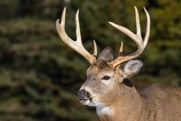 istock Male white-tailed deer portrait 1814837440