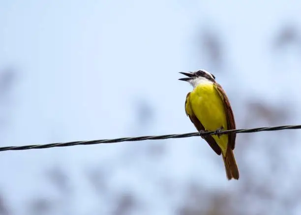 Immerse yourself in the vibrant world of the Great Kiskadee (Pitangus sulphuratus), a melodious bird adorned in striking yellow and brown. Native to the Americas, its joyful presence brings a lively charm to diverse habitats.