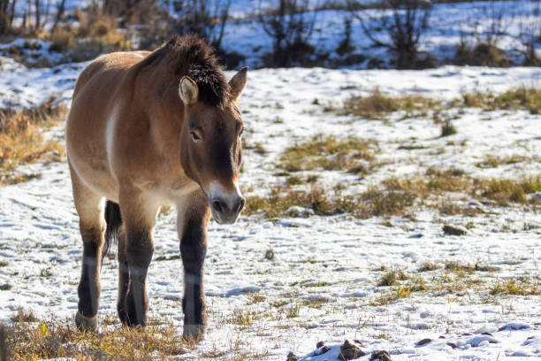 istock Przewalski's horse in winter 1814837492