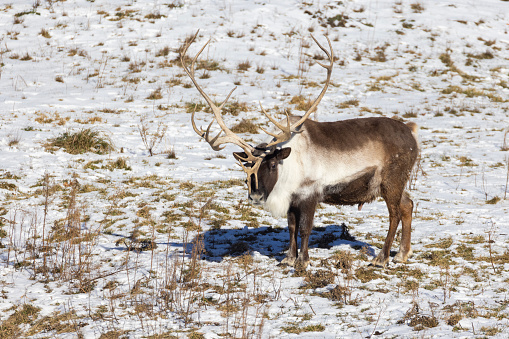 Reindeer or caribou (Rangifer tarandus) in winter