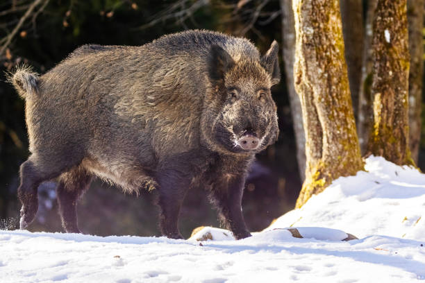 istock wild boar (Sus scrofa), also known as the wild swine 1814837568