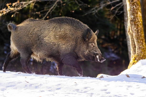 wild boar (Sus scrofa), also known as the wild swine in winter