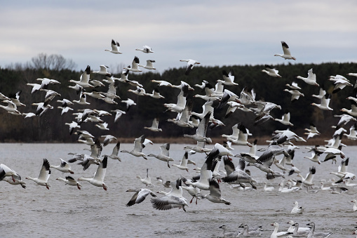 Snow goose (Anser caerulescens) autumn migration in Quebec, Canada