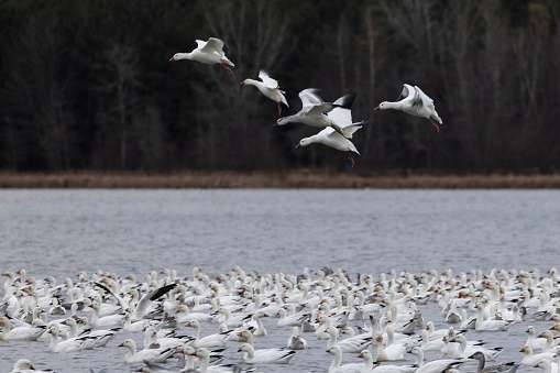 Snow goose (Anser caerulescens) autumn migration in Quebec, Canada