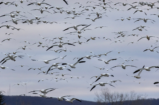 Snow goose (Anser caerulescens) autumn migration in Quebec, Canada