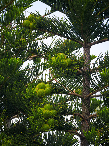 Araucaria tree bearing globular spikey cones
