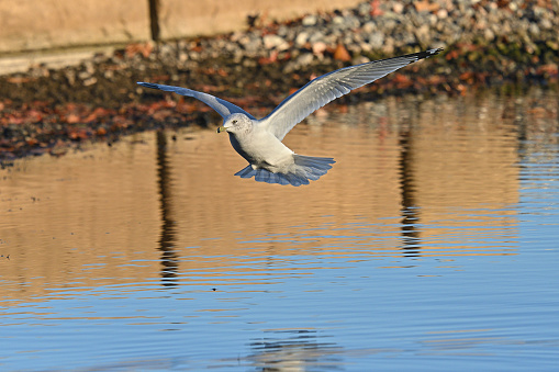 Ring-billed gull (Larus delawarensis) in autumn sunset, landing at shore of Bantam Lake in Connecticut