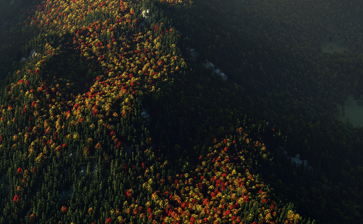 Forested mountains with different tree species in autumn. Aerial view.