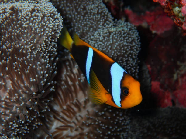 istock Orangefin Anemonefish (Amphiprion chrysopterus) among tentacles of its anemone. 1814838013