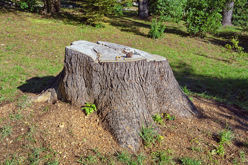 An old rotting tree trunk lying in a field.