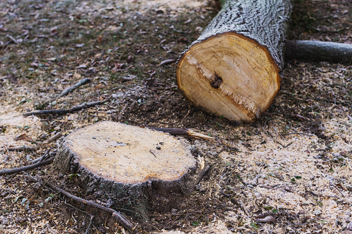 The stump of a large and old tree on the background of green grass.