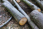 Sawmill. Tree trunk. Wood. Stump.