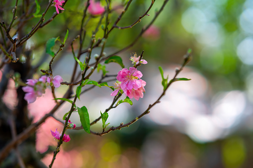 Colorful pink blossoms bloom in small village before Tet Festival, Vietnam Lunar Year. View of peach branches and cherry blossoms with Vietnamese food for Tet holiday in blurred background.