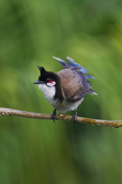 istock Red Whiskered Bulbul bird perching on branch in rainy weather shaking tail 1814850359