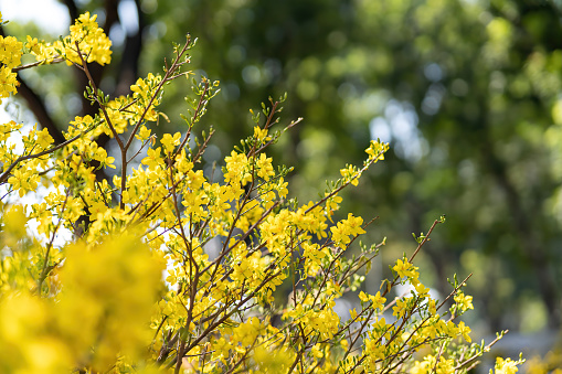 flowering flowers of Golden currant on the branches of the shrub