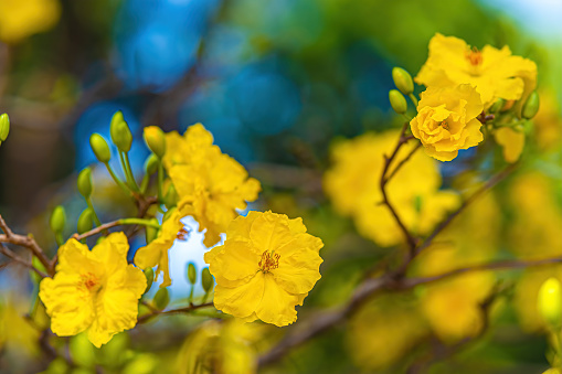 Hoa Mai tree (Ochna Integerrima) flower, traditional lunar new year (Tet holiday) in Vietnam. Apricot bloom bright yellow flowers in the spring garden. Selective focus.