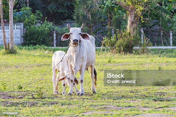 Thailändische Mutter Kuh Mit Junges Kalb Sich In Einem Feld Stockfoto und mehr Bilder von Asien