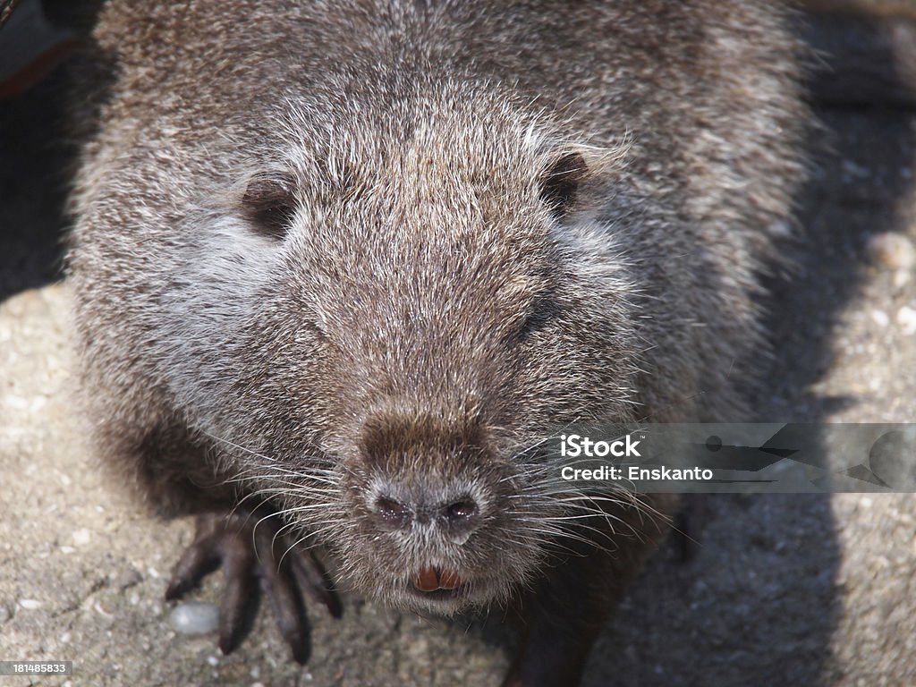 Retrato de um Ratão-do-banhado - Royalty-free Alemanha Foto de stock