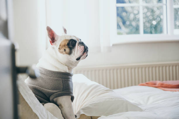 A French Bulldog resting on a bed in a brightly lit bedroom. stock photo