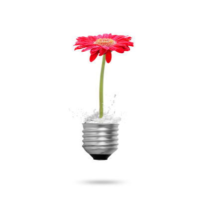 beautiful flower in light bulb