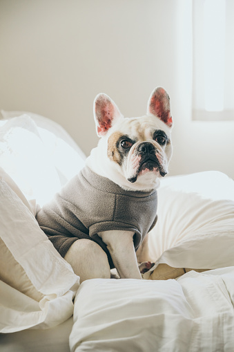 Adorable Frenchie dog sitting on a clean, white linen bed