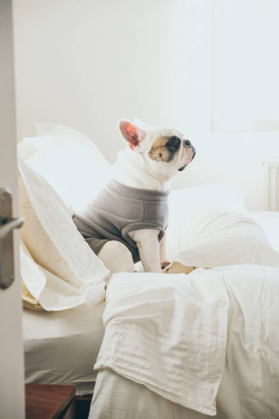 istock French Bulldog sitting on a bed seen through an open door 1814860270