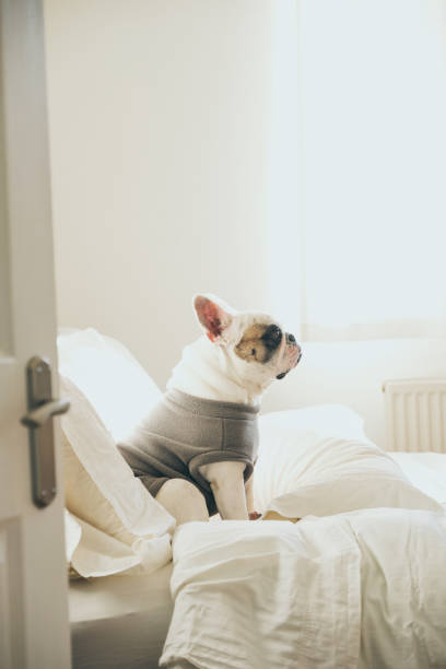 istock French Bulldog sitting on a bed seen through an open door 1814860277
