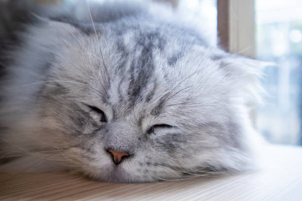 istock A cute, adorable white-gray Scottish Fold cat is sleeping. 1814860294