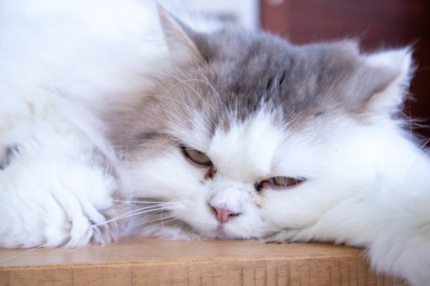 istock A cute white Persian cat is sleepy. 1814861558