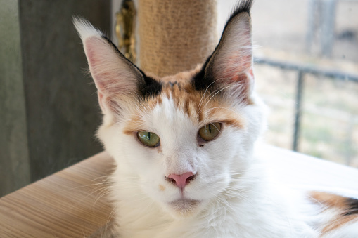 Close-up of a Maine Coon looking at the camera, isolated on white