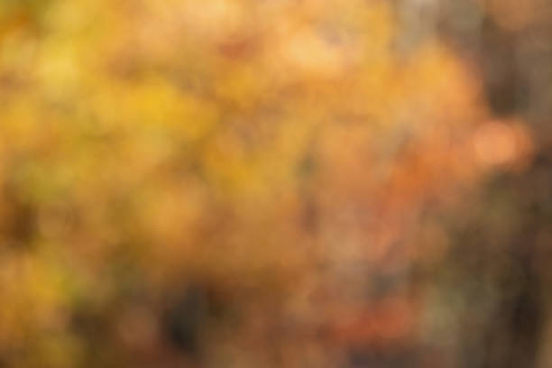 istock Image of blurred leaves. 1814861953