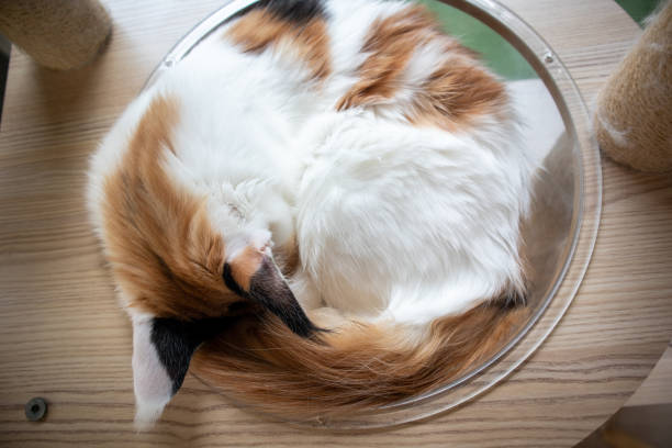 istock A cute, adorable Maine Coon cat is sleeping. 1814862454