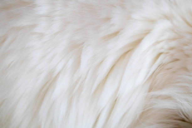 istock Close-up view of white cat fur surface. Background. 1814863014
