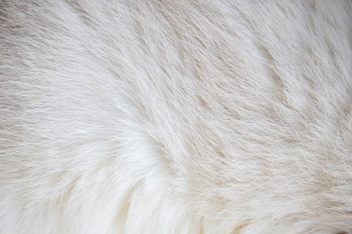 Close-up view of white cat fur surface. Background.