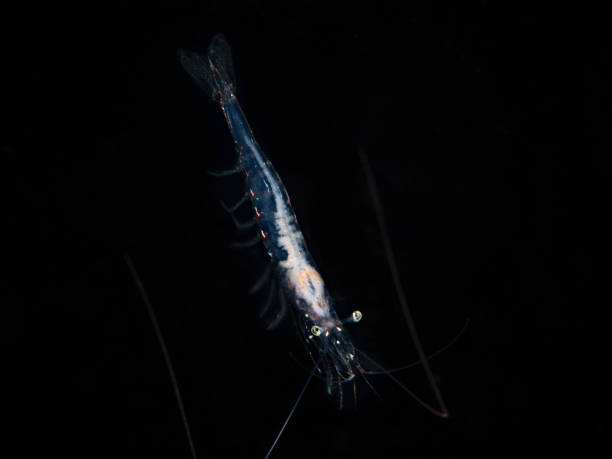 istock Shrimp in black water, shrimp in black water 1814864689